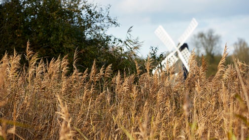 Reeds and windpump beyond at Wicken Fen, Cambridgeshire